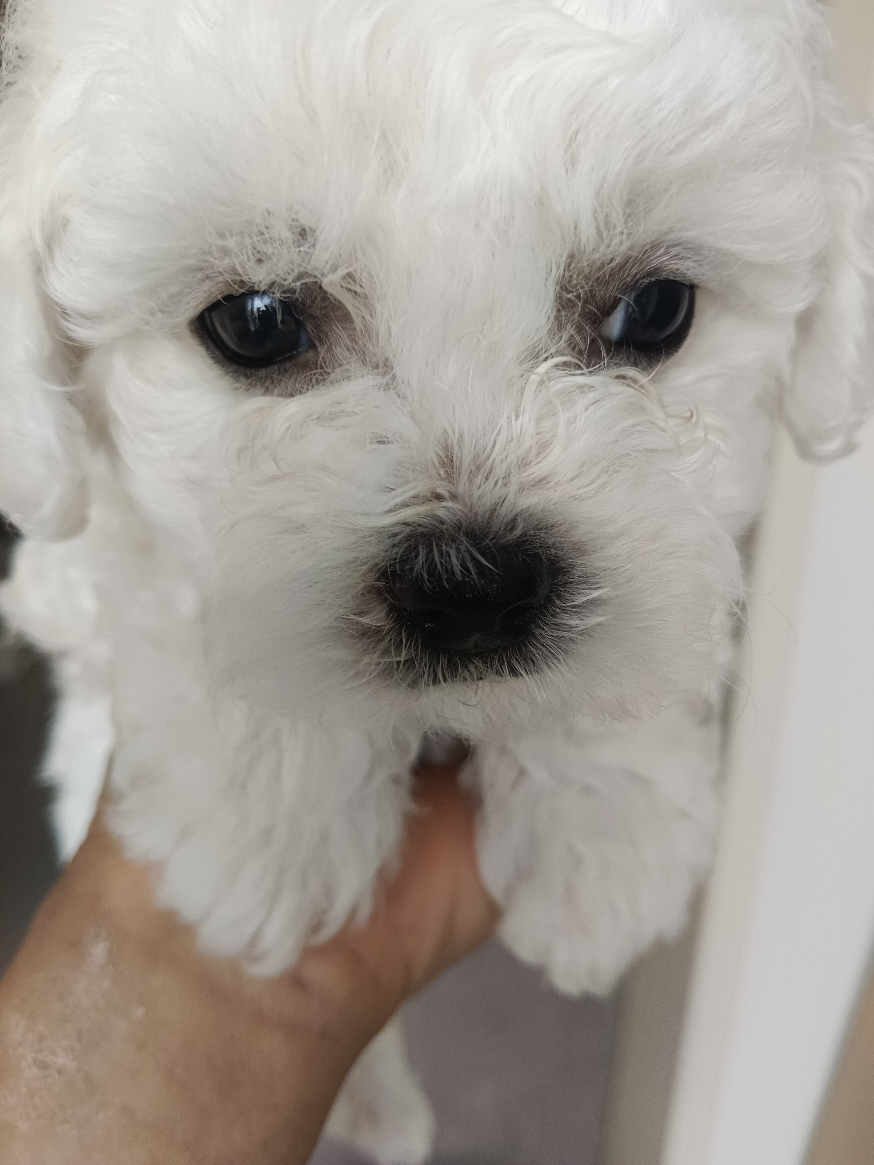 公母都有自家养的‘